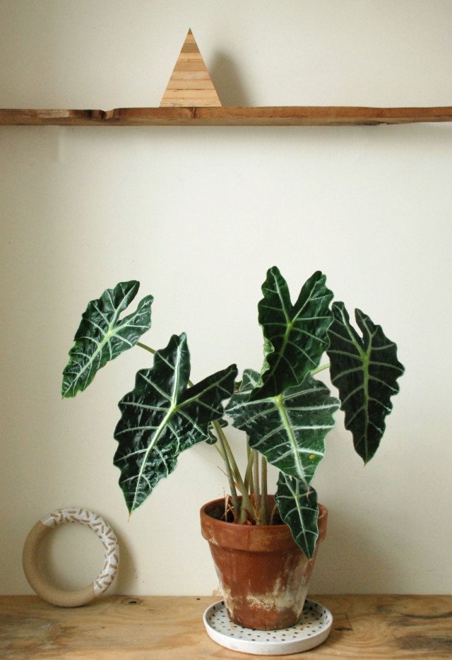 Алоказия (Alocasia) Алоказия (Alocasia)