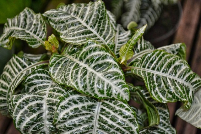 Афеландра оттопыренная (Aphelandra squarrosa) Афеландра оттопыренная (Aphelandra squarrosa)