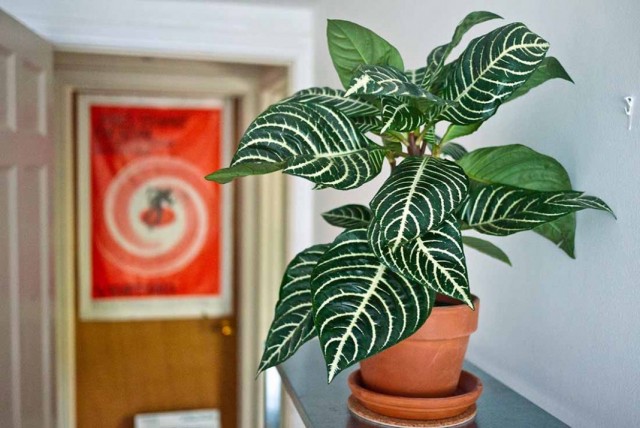 Афеландра оттопыренная (Aphelandra squarrosa) Афеландра оттопыренная (Aphelandra squarrosa)