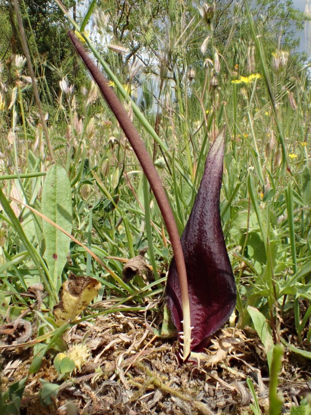 Биарум тонколистный (Biarum tenuifolium) Биарум тонколистный (Biarum tenuifolium)