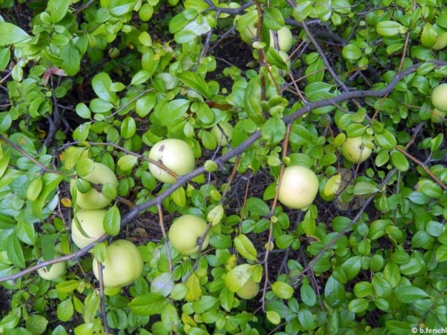 Хеномелес японский, или айва японская (Chaenomeles japonica) Хеномелес японский, или айва японская (Chaenomeles japonica)
