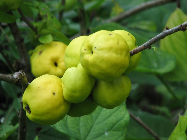 Хеномелес японский, или айва японская (Chaenomeles japonica) Хеномелес японский, или айва японская (Chaenomeles japonica)