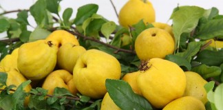 Хеномелес японский, или айва японская (Chaenomeles japonica)