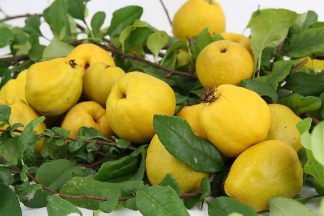 Хеномелес японский, или айва японская (Chaenomeles japonica) Хеномелес японский, или айва японская (Chaenomeles japonica)