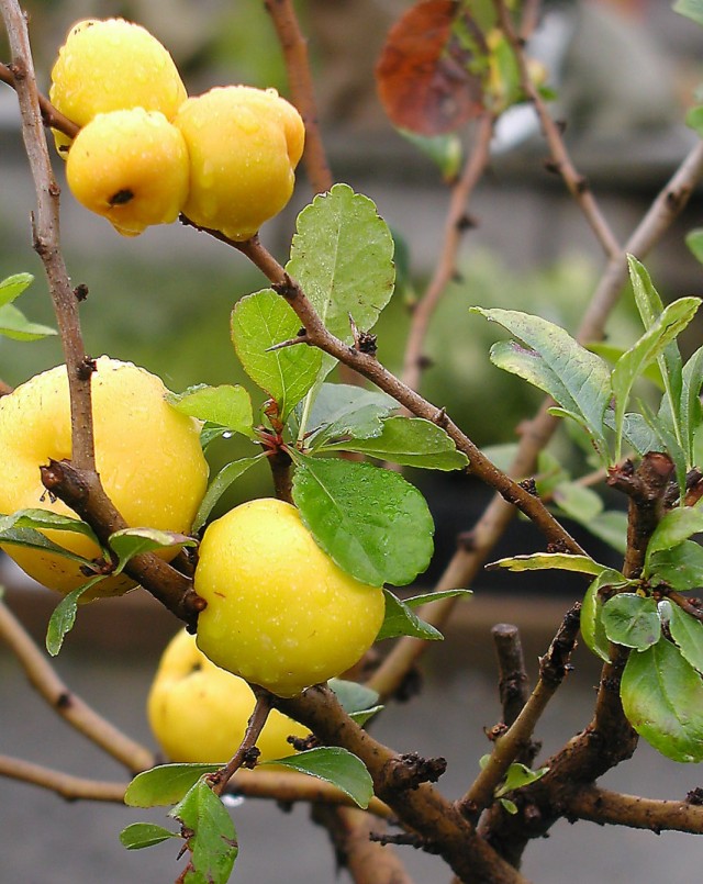 Хеномелес японский, или айва японская (Chaenomeles japonica) Хеномелес японский, или айва японская (Chaenomeles japonica)