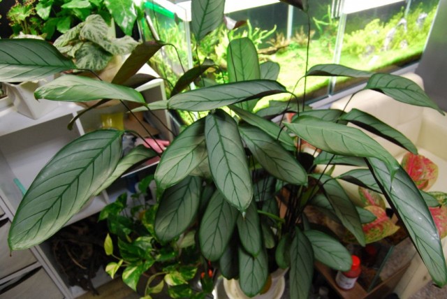 Ктенанта опушенная (Ctenanthe Setosa) Ктенанта опушенная (Ctenanthe Setosa)