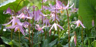 Кандык завёрнутый, или Кандык отвёрнутый (Erythronium revolutum)