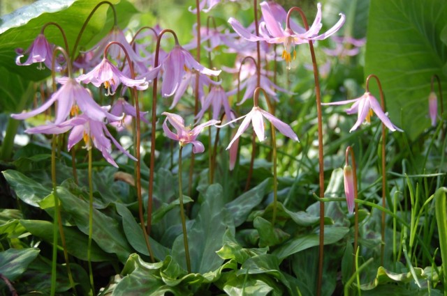 Кандык завёрнутый, или Кандык отвёрнутый (Erythronium revolutum) Кандык завёрнутый, или Кандык отвёрнутый (Erythronium revolutum)