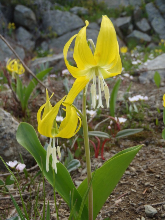 Кандык крупноцветковый (Erythronium grandiflorum) Кандык крупноцветковый (Erythronium grandiflorum)