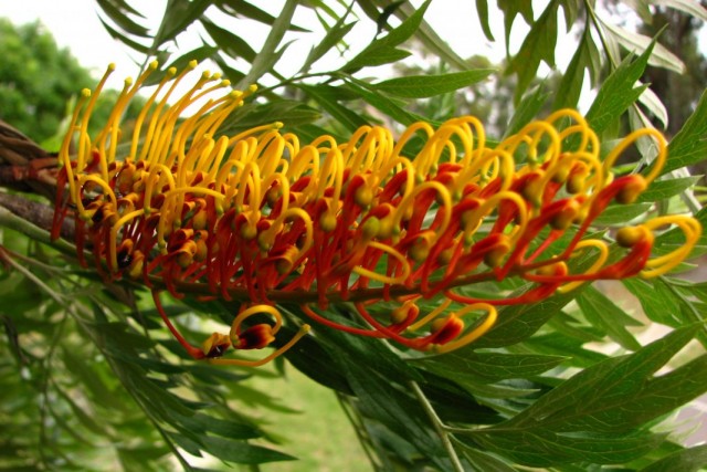 Гревиллея крупная, или Гревиллея мощная (Grevillea robusta) Гревиллея крупная, или Гревиллея мощная (Grevillea robusta)