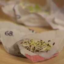 Пророщенные семена моркови Пророщенные семена моркови