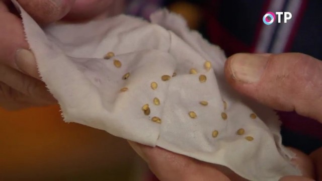 Наклюнувшиеся семеня томата Наклюнувшиеся семеня томата