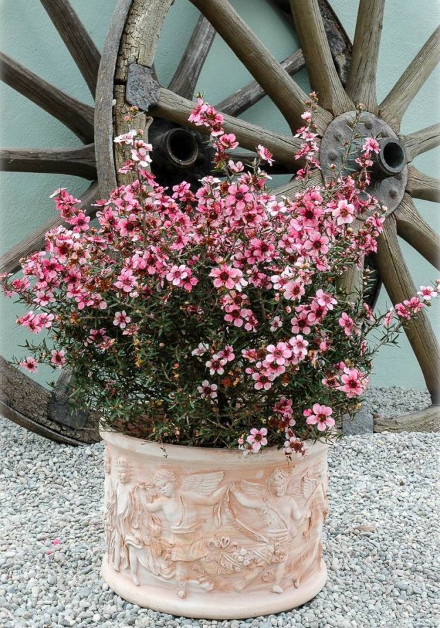 Тонкосемянник метловидный, или Лептоспермум метельчатый, или Манука (Leptospermum scoparium) Тонкосемянник метловидный, или Лептоспермум метельчатый, или Манука (Leptospermum scoparium)