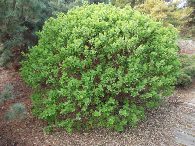 Куст жимолости голубой камчатской (Lonicera caerulea var. kamtschatica) Куст жимолости голубой камчатской (Lonicera caerulea var. kamtschatica)