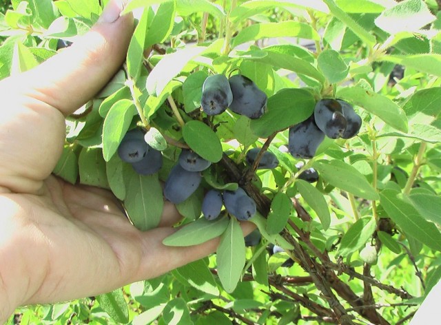 Жимолость голубая, или Жимолость синяя (Lonicera caerulea) Жимолость голубая, или Жимолость синяя (Lonicera caerulea)