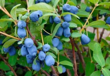 Жимолость голубая, или Жимолость синяя (Lonicera caerulea)