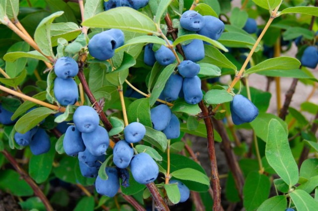 Жимолость голубая, или Жимолость синяя (Lonicera caerulea) Жимолость голубая, или Жимолость синяя (Lonicera caerulea)
