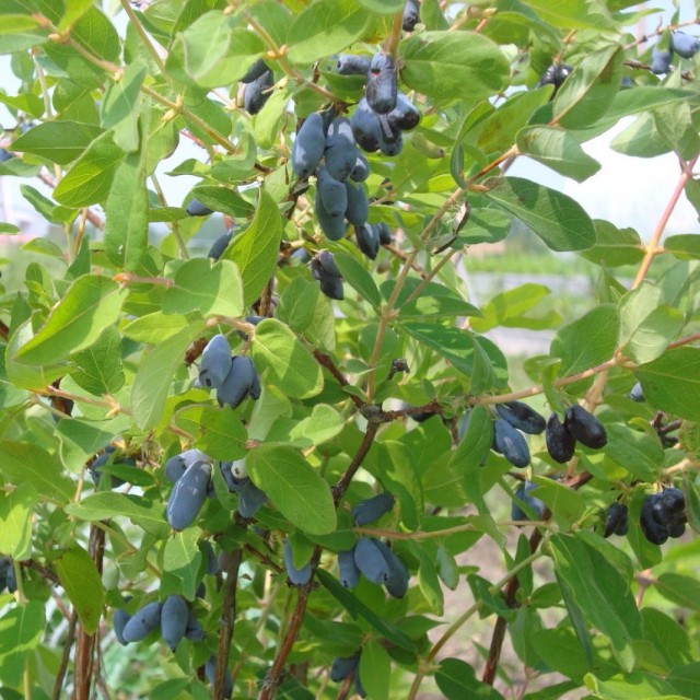 Жимолость голубая, или Жимолость синяя (Lonicera caerulea) Жимолость голубая, или Жимолость синяя (Lonicera caerulea)
