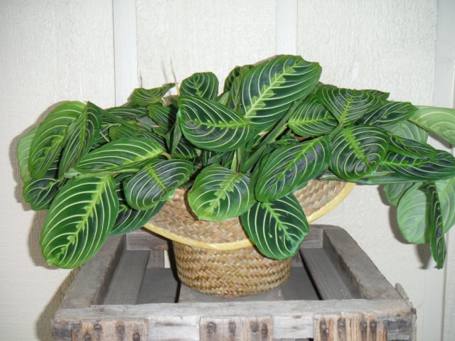 Маранта беложильчатая (Maranta leuconeura) Маранта беложильчатая (Maranta leuconeura)