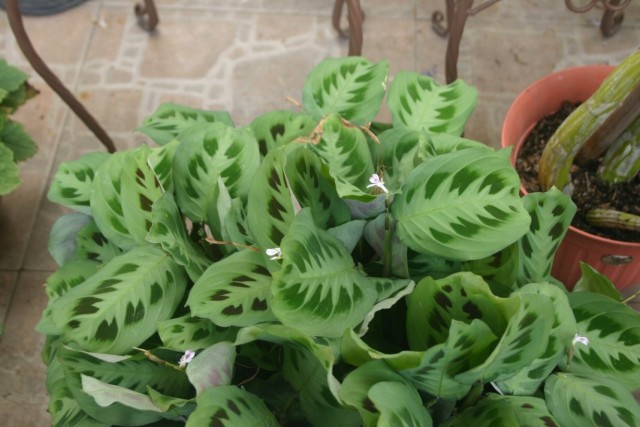 Маранта беложильчатая (Maranta leuconeura) Маранта беложильчатая (Maranta leuconeura)