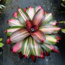 Гибрид неорегелии Королина, сорт «Крайола» (Neoregelia 'Crayola') Гибрид неорегелии Королина, сорт «Крайола» (Neoregelia 'Crayola')