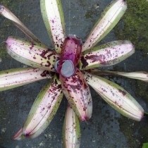 Гибрид неорегелии Королина, сорт «Фрасиерс Гранде» (Neoregelia 'Frasiers Grande') Гибрид неорегелии Королина, сорт «Фрасиерс Гранде» (Neoregelia 'Frasiers Grande')