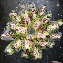 Гибрид неорегелии Королины, сорт «Чернильница» (Neoregelia 'Inkwell') Гибрид неорегелии Королины, сорт «Чернильница» (Neoregelia 'Inkwell')