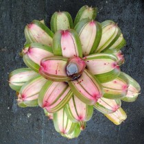 Гибрид неорегелии Королина, сорт «Леди Линда» (Neoregelia 'Lady Linda') Гибрид неорегелии Королина, сорт «Леди Линда» (Neoregelia 'Lady Linda')