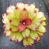 Гибрид неорегелии Королина, сорт «Твинки» (Neoregelia 'Twinkie') Гибрид неорегелии Королина, сорт «Твинки» (Neoregelia 'Twinkie')