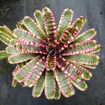 Гибрид неорегелии Королина, сорт «Дикий Кролик» (Neoregelia 'Wild Rabbit') Гибрид неорегелии Королина, сорт «Дикий Кролик» (Neoregelia 'Wild Rabbit')