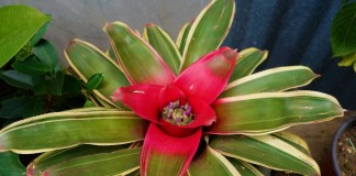 Неорегелия Каролины (Neoregelia carolinae)