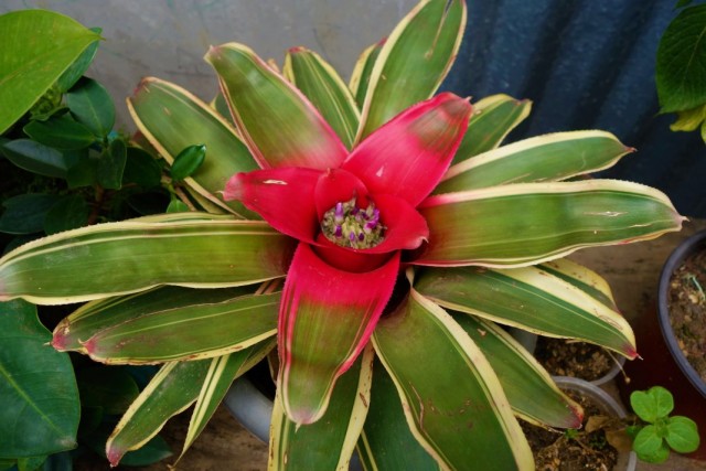 Неорегелия Каролины (Neoregelia carolinae) Неорегелия Каролины (Neoregelia carolinae)