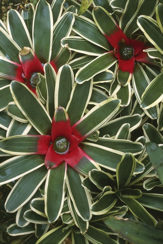 Неорегелия Каролины (Neoregelia carolinae) Неорегелия Каролины (Neoregelia carolinae)