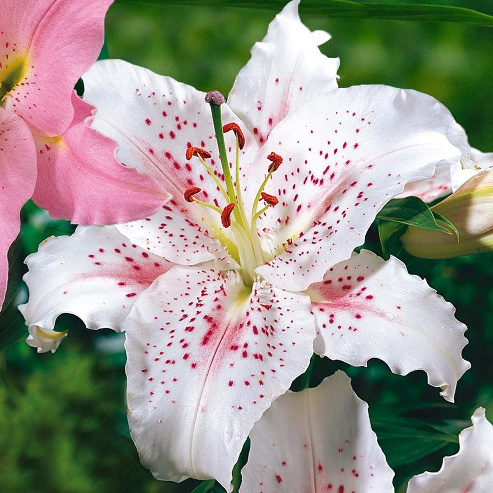 Oriental-hybrids-Lily-Muscadet-1