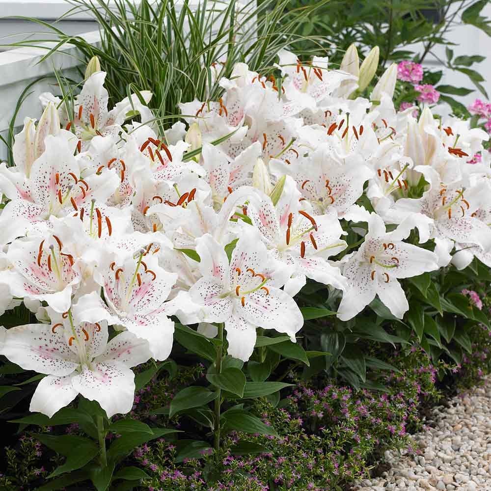 Oriental-hybrids-Lily-Muscadet-2