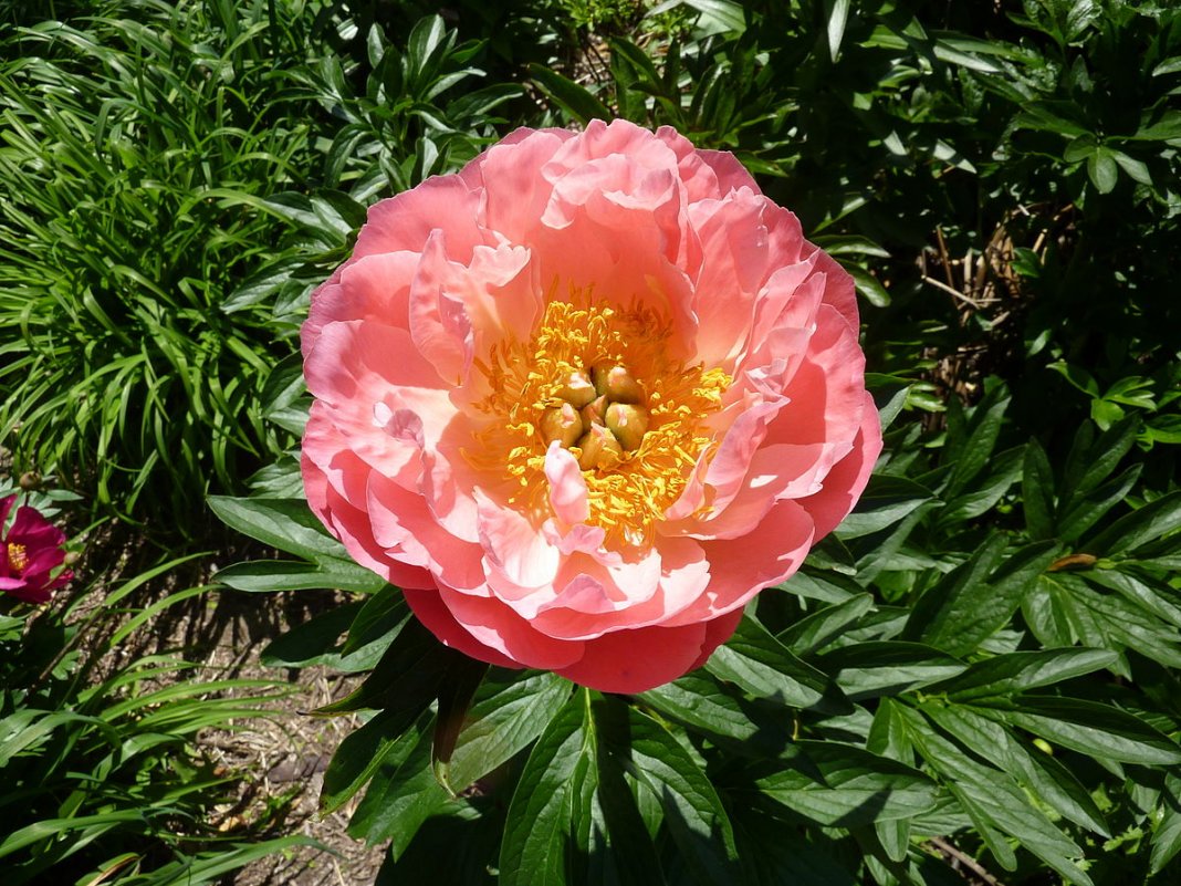 Paeonia-lactiflora-Pink-Hawaiian-Coral-1