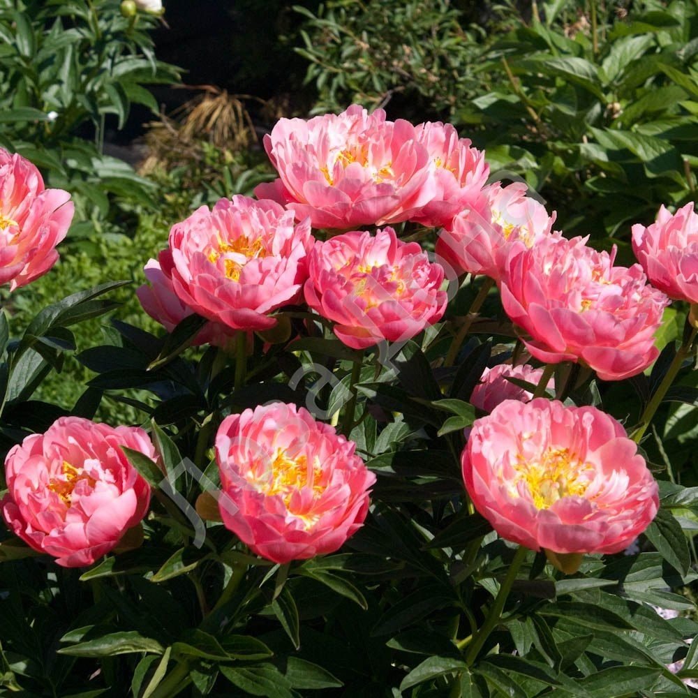 Paeonia-lactiflora-Pink-Hawaiian-Coral-2