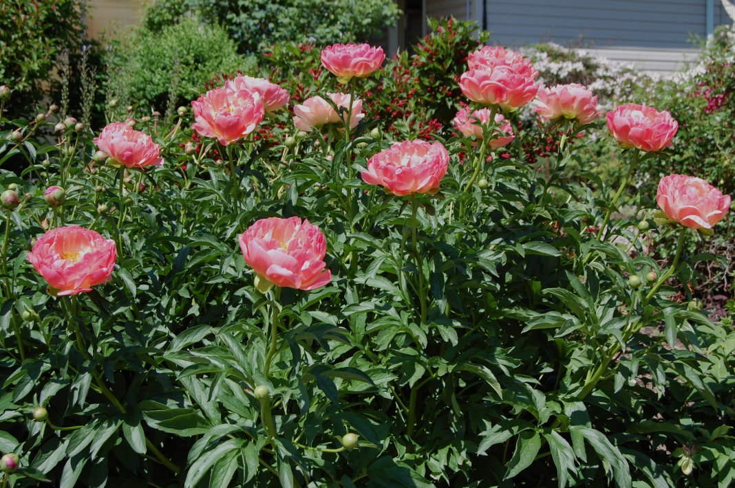 Paeonia-lactiflora-Pink-Hawaiian-Coral-3
