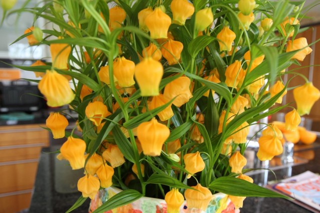 Сандерсония оранжевая (Sandersonia aurantiaca) Сандерсония оранжевая (Sandersonia aurantiaca)