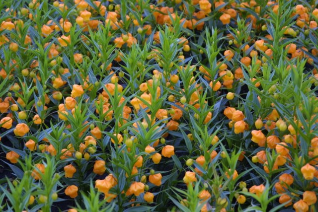 Сандерсония оранжевая (Sandersonia aurantiaca) Сандерсония оранжевая (Sandersonia aurantiaca)