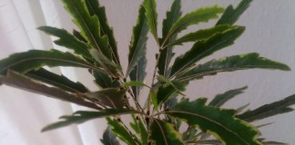 Шеффлера изящнейшая (Schefflera elegantissima)