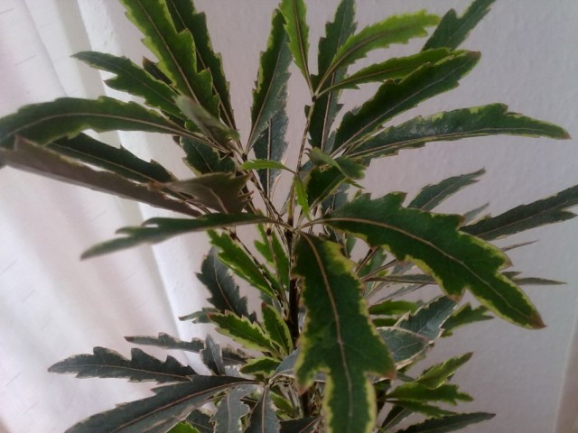 Шеффлера изящнейшая (Schefflera elegantissima) Шеффлера изящнейшая (Schefflera elegantissima)
