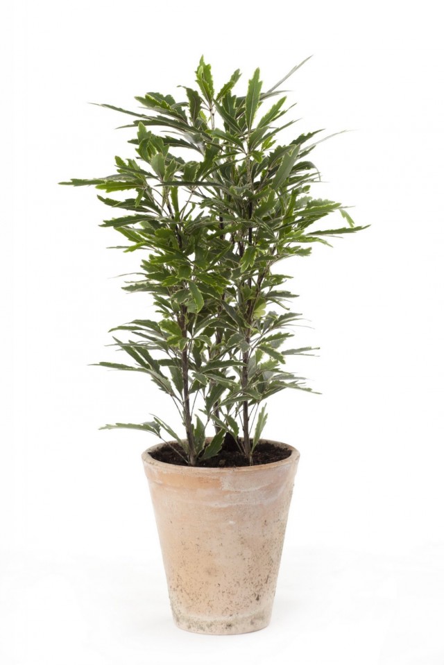 Шеффлера изящнейшая (Schefflera elegantissima) Шеффлера изящнейшая (Schefflera elegantissima)
