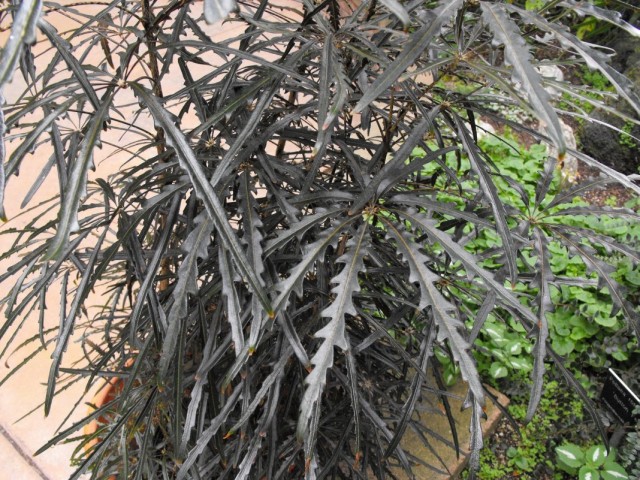 Шеффлера изящнейшая (Schefflera elegantissima) Шеффлера изящнейшая (Schefflera elegantissima)