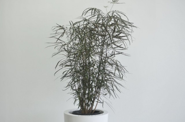 Шеффлера изящнейшая (Schefflera elegantissima) Шеффлера изящнейшая (Schefflera elegantissima)