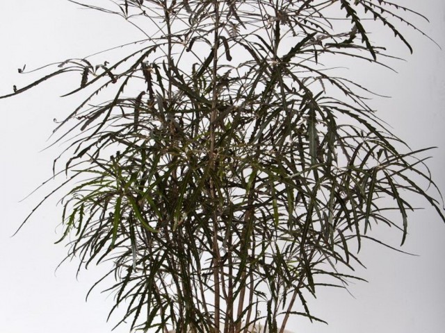 Шеффлера изящнейшая (Schefflera elegantissima) Шеффлера изящнейшая (Schefflera elegantissima)