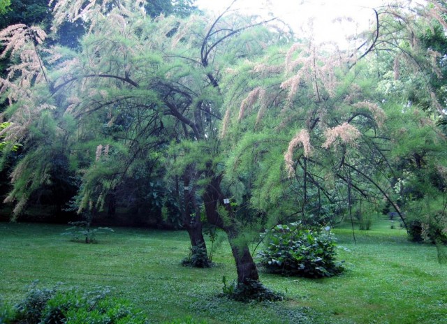 Гребенщик, или Тамарикс (Tamarix), растущий деревом