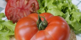 Масса плодов томатов из серии «Великие» может достигать 500 г.