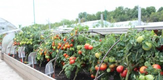 Выращиваем томаты в грядах-коробах