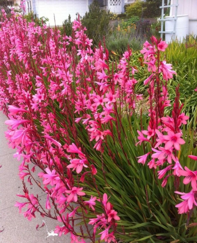 Утсония (Watsonia) Утсония (Watsonia)